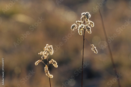 Piękne tło wiosenne, naturalne o poranku.