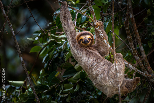Brown throated tree toed sloth in climbing up a tree