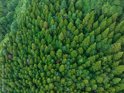 Top down view of the mountain forest