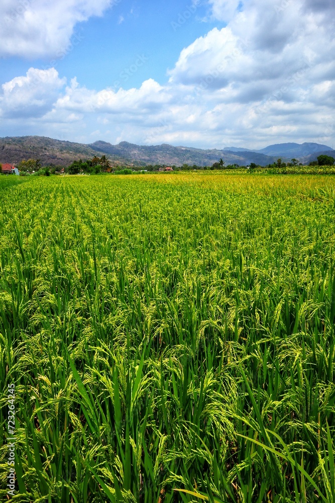 Rice plants on a rural farm with sky and mountains in the background.