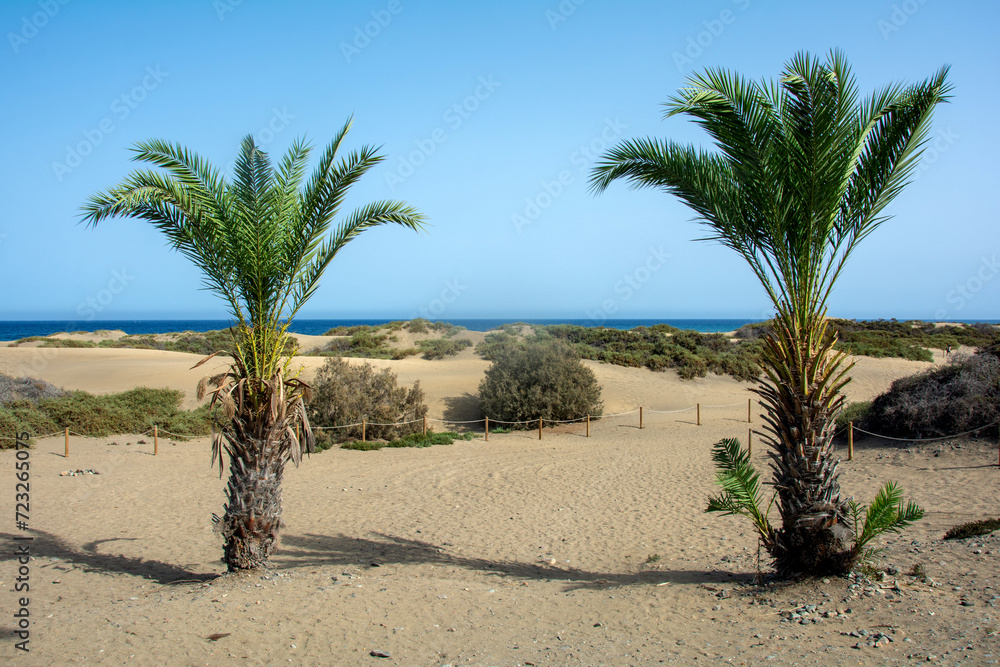 Palm tree on the sand dunes of Maspalomas with a view of the sea on Gran Canaria in Spain Palm tree on the sand dunes of Maspalomas with a view of the sea on Gran Canaria in Spain