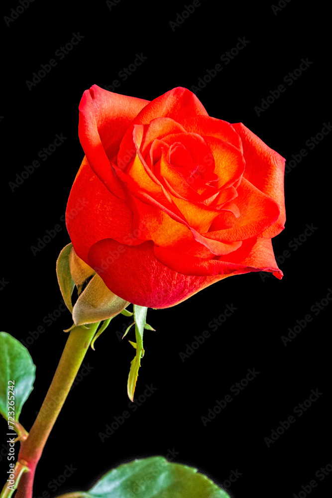 Orange Rose Against Black Background Orange Rose Against Black Background