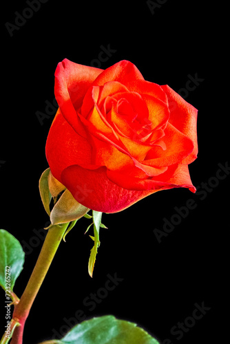 Fototapeta Naklejka Na Ścianę i Meble -  Orange Rose Against Black Background