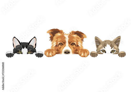Cute peeking Border Collie dog and two cats