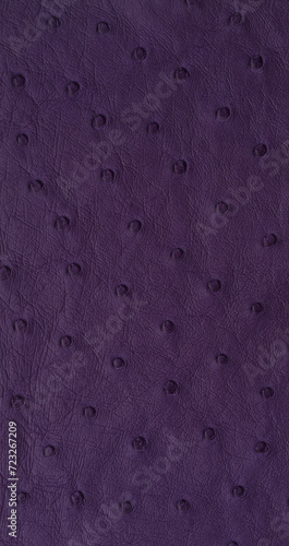 Purple Exotic ostrich texture
 (ID: 723267209)