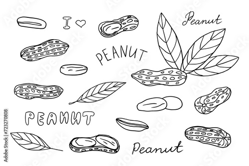 Big set of peanuts and peanuts in shell. Nuts. Healthy food. Doodle vector illustration EPS10. Hand drawn. Isolated on white background