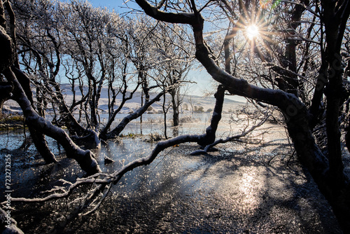sunshine through bushes on frozen lake