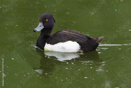 Portrait of a male Tufted Duck swimming in a pond
