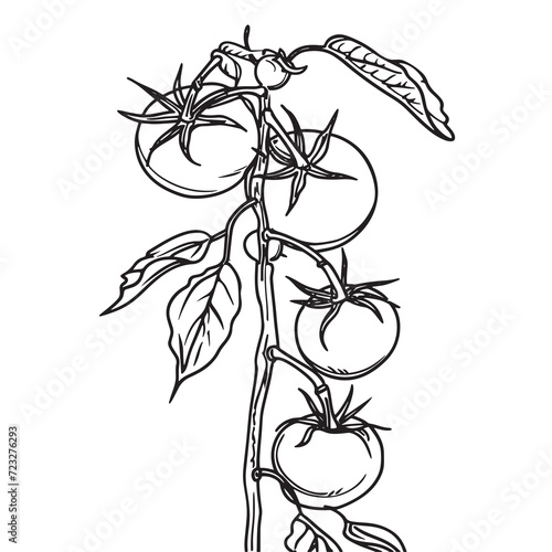 Simple line drawing illustration of a vine of tomatoes on a tree branch