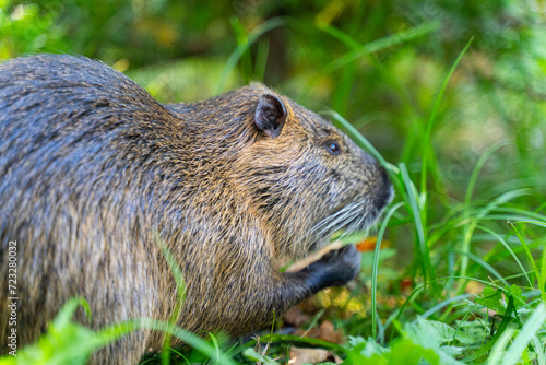 brown nutria in the grass close-up