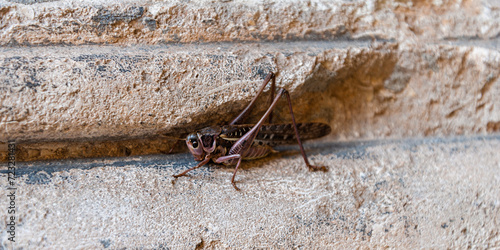 large locust on a stone
