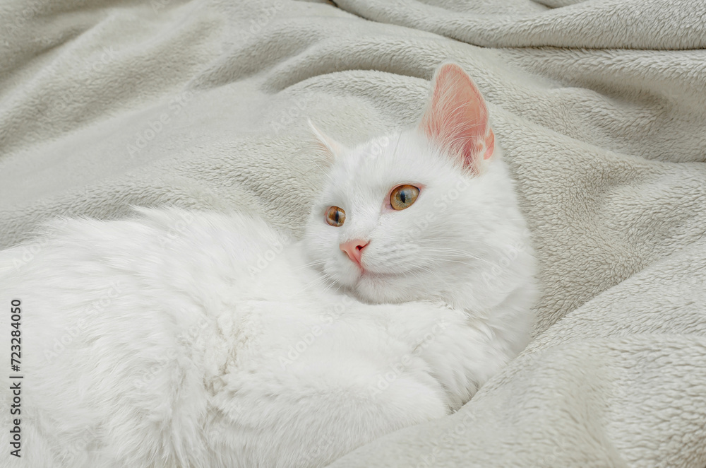 White posh fluffy cat of Turkish Angora breed, lies on bed