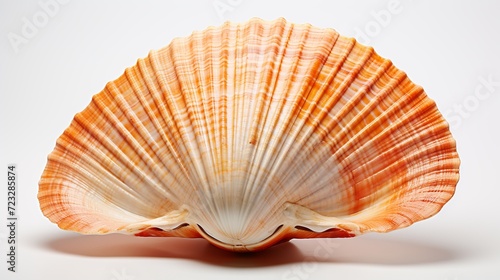 Top view of mussel shell isolated on white