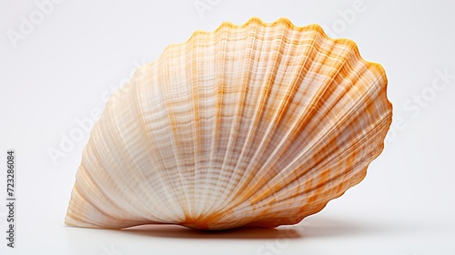 Top view of mussel shell isolated on white