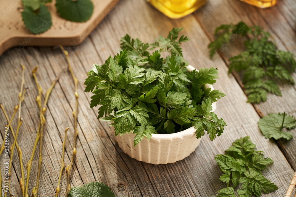 Young cow parsley leaves on a table - wild edible plant harvested in winter Young cow parsley leaves on a table - wild edible plant harvested in winter