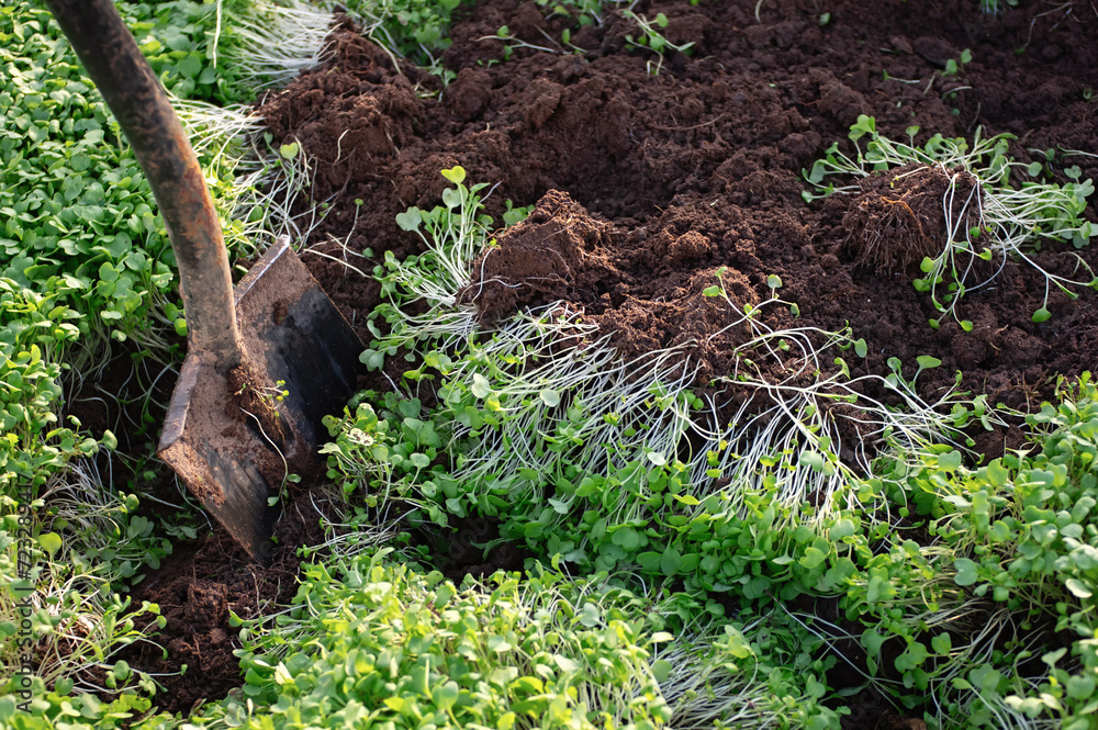 Fototapeta premium Digging the earth with a shovel. Natural soil restoration. Use of green manure in organic farming.