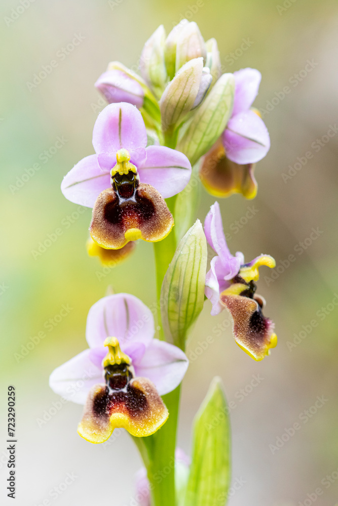 Close-up of Ophrys ficalhoana in natural light Close-up of Ophrys ficalhoana in natural light