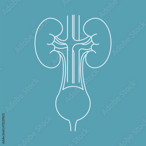 Human kidneys and bladder outline icon on blue background. Vector illustration