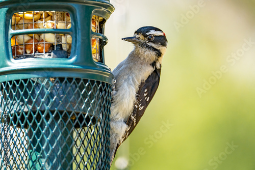 Close-up of Downy Woodpecker sitting on the feeder. photo