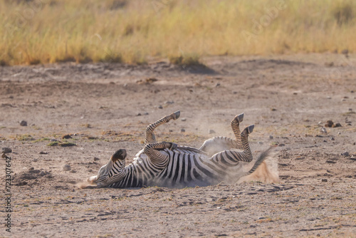 a zebra rolls in the dust of Amboseli NP
