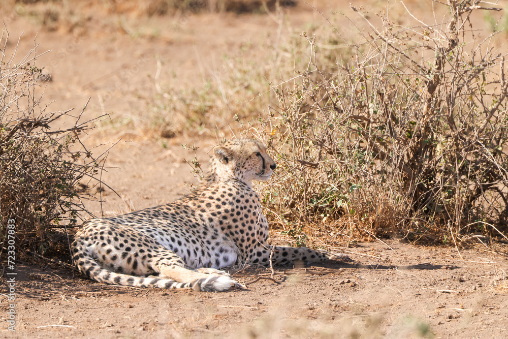 Naklejka premium a cheetah lies on the ground of Amboseli NP