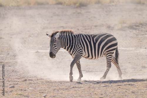 a zebra walks in the dust of Amboseli NP