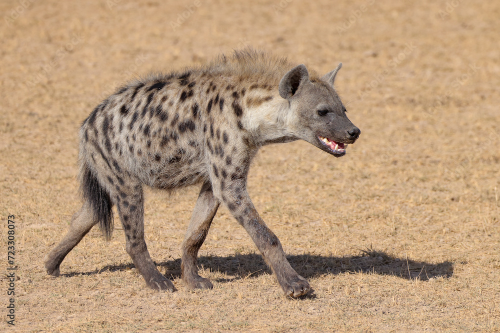 one single hyena in Amboseli NP one single hyena in Amboseli NP