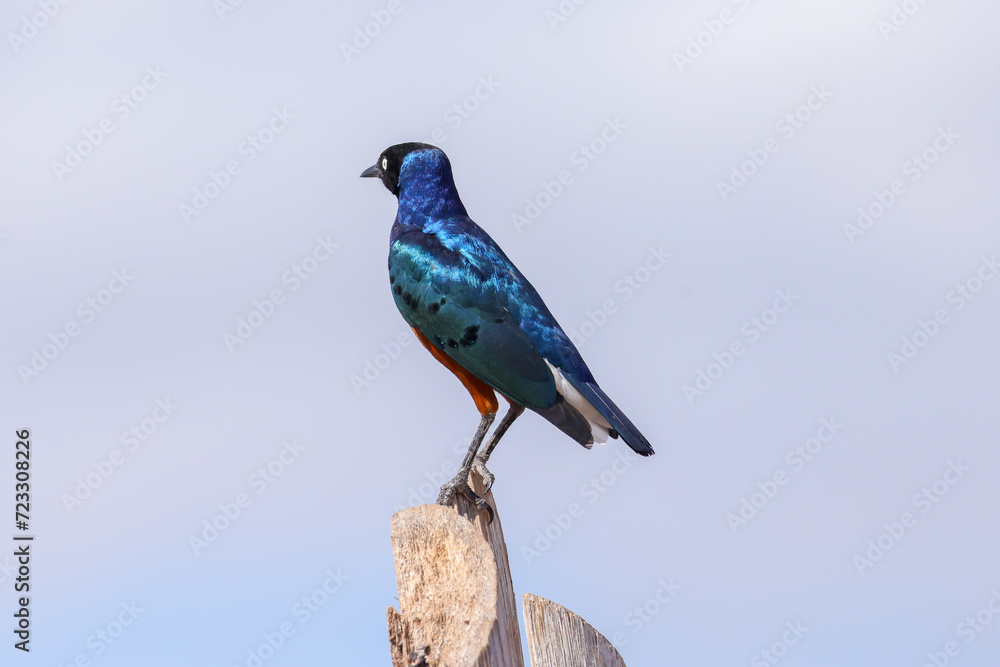 Fototapeta premium a blue eared starling on a wooden fence