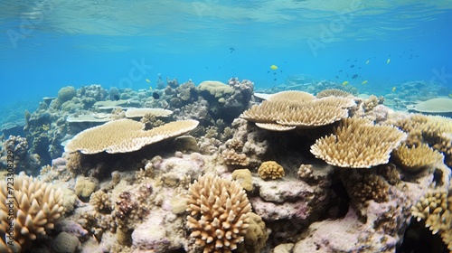 Coral reef area