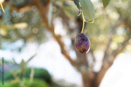 One ripening olive grows on a branch an olive tree for publication, design, poster, calendar, post, screensaver, wallpaper, cover, website. High quality photo