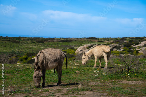 Asinelli Tipici della Sardegna, sull'isola di Asinara.