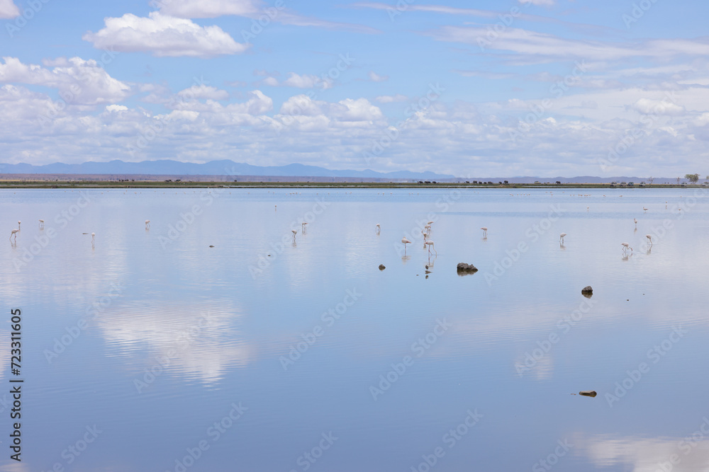 birds lake lanscape with cloud sky reflections in Amboseli NP birds lake lanscape with cloud sky reflections in Amboseli NP