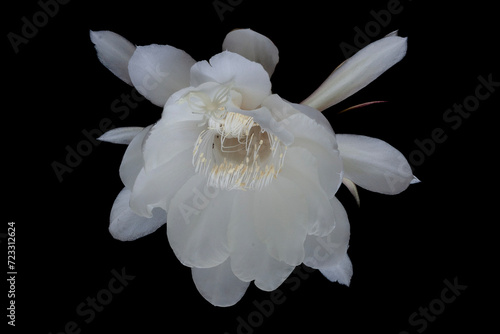 Flower Epiphyllum anguliger isolated on black background. isolate. photo