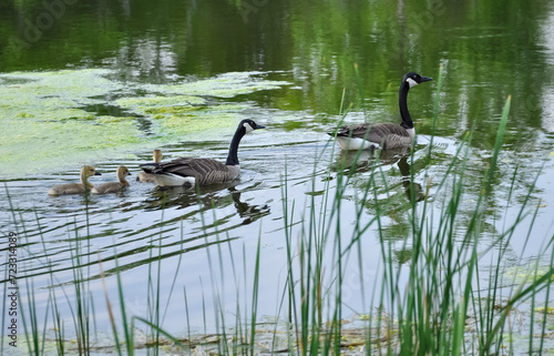 Country goose family © labalajadia