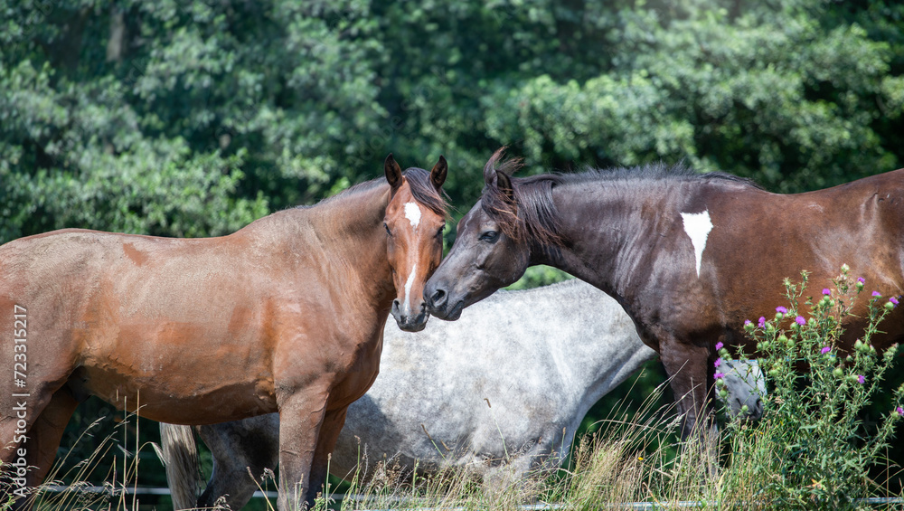 white and bay horses. Summer pasture, herbs against the background of the forest. Relax, no stress, horse well-being. Natural scene white and bay horses. Summer pasture, herbs against the background of the forest. Relax, no stress, horse well-being. Natural scene