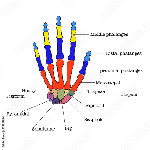 Human hand parts, Hand bones separated by colors. photo