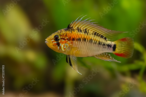 Fotografie Apistogramma macmasteri, american dwarf cichlid, aquarium cichlid fish, Orinoco