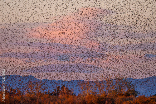 Twilight sky teeming with a flock of birds in flight