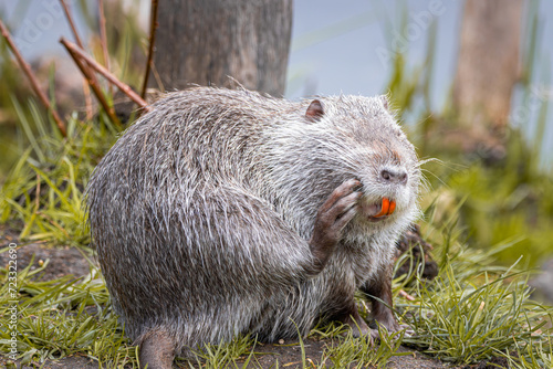 Nutria sits on the green grass towards the camera lens. Grey female nutria rubs its face with a leg. Close-up portrait of big adult female nutria.