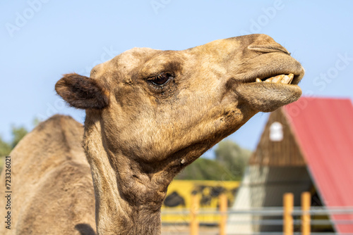 Camel face with teeth showing, profile view