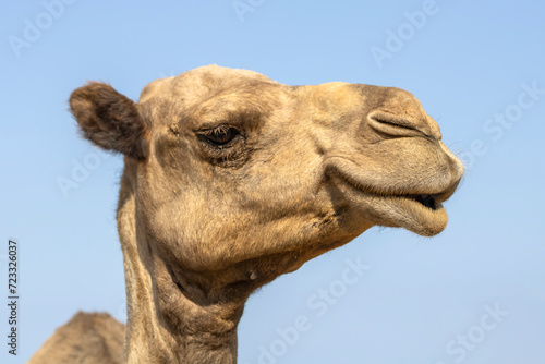Smiling camel face 