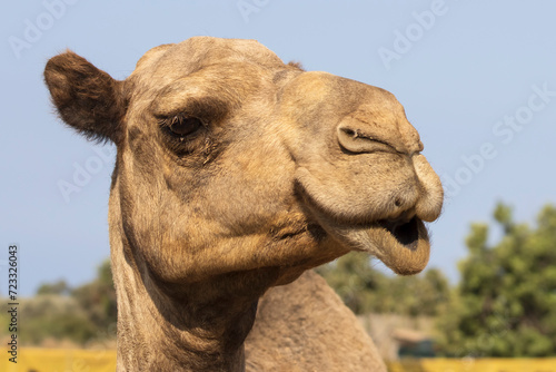 Close-up of cute camel face © Olga