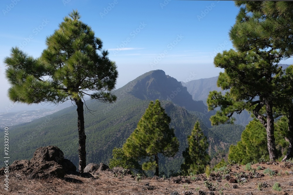 Obraz premium Beautiful mountain scenery with canarian pines on trail from Pilar to National Park Caldera de Taburiente. La Palma, Canary Islands, Spain