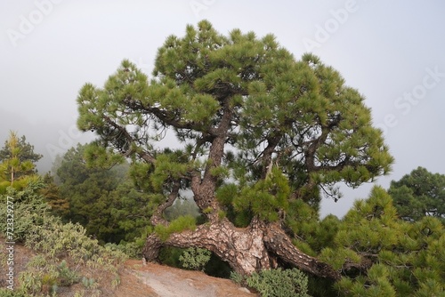 Large old tree of Pinus canariensis (Pino Canario) in National Park Caldera de Taburiente, La Palma, Canary Islands, Spain. 