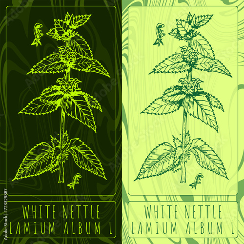 Vector drawings WHITE NETTLE. Hand drawn illustration. Latin name LAMIUM ALBUM L.