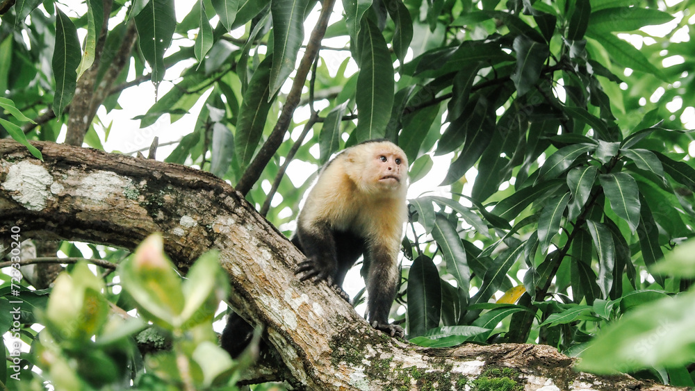 Fototapeta premium Monkey in the trees