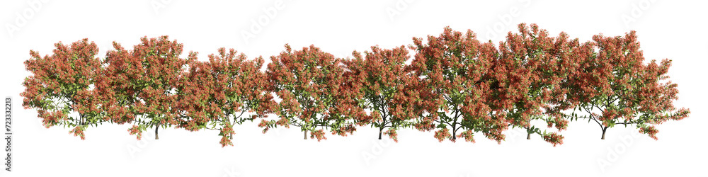 set of flowering shrubs, albelia grandiflora 3D rendering, cutout with transparent background, great for digital composition, illustration, architecture visualization set of flowering shrubs, albelia grandiflora 3D rendering, cutout with transparent background, great for digital composition, illustration, architecture visualization