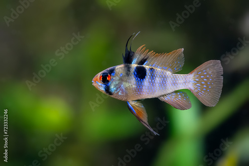 Mikrogeophagus ramirezi, German blue ram cichlid,  american dwarf cichlid, aquarium cichlid fish, Orinoco basin, Colombia, Venezuela photo