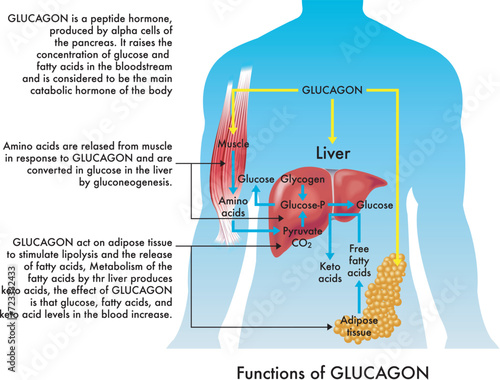 Medical illustration of Glucagon functions, with annotations.
