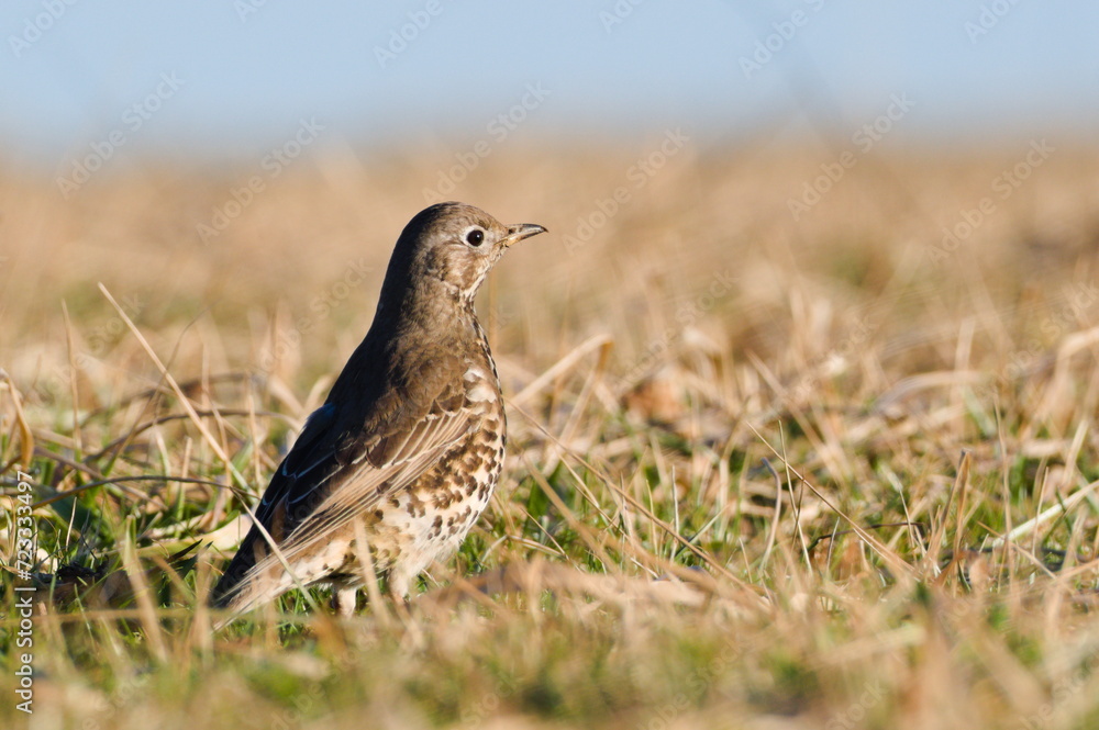 Song thrush aka Turdus philomelos is searching seeds on the field in winter. Common european songbird. Song thrush aka Turdus philomelos is searching seeds on the field in winter. Common european songbird.